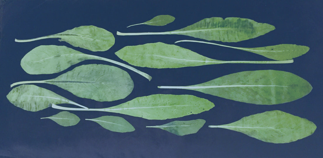 Isatis tinctoria - Guado Urbino Fashion Accessories 