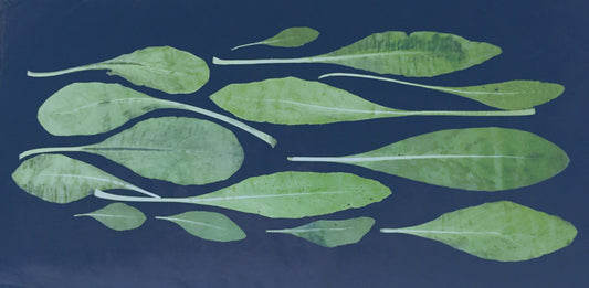 Isatis tinctoria - Guado Urbino Fashion Accessories 