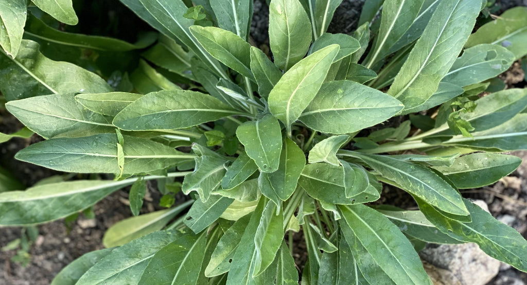 Il guado (Isatis tinctoria) l'unica pianta da blu in Europa fino al XVII secolo